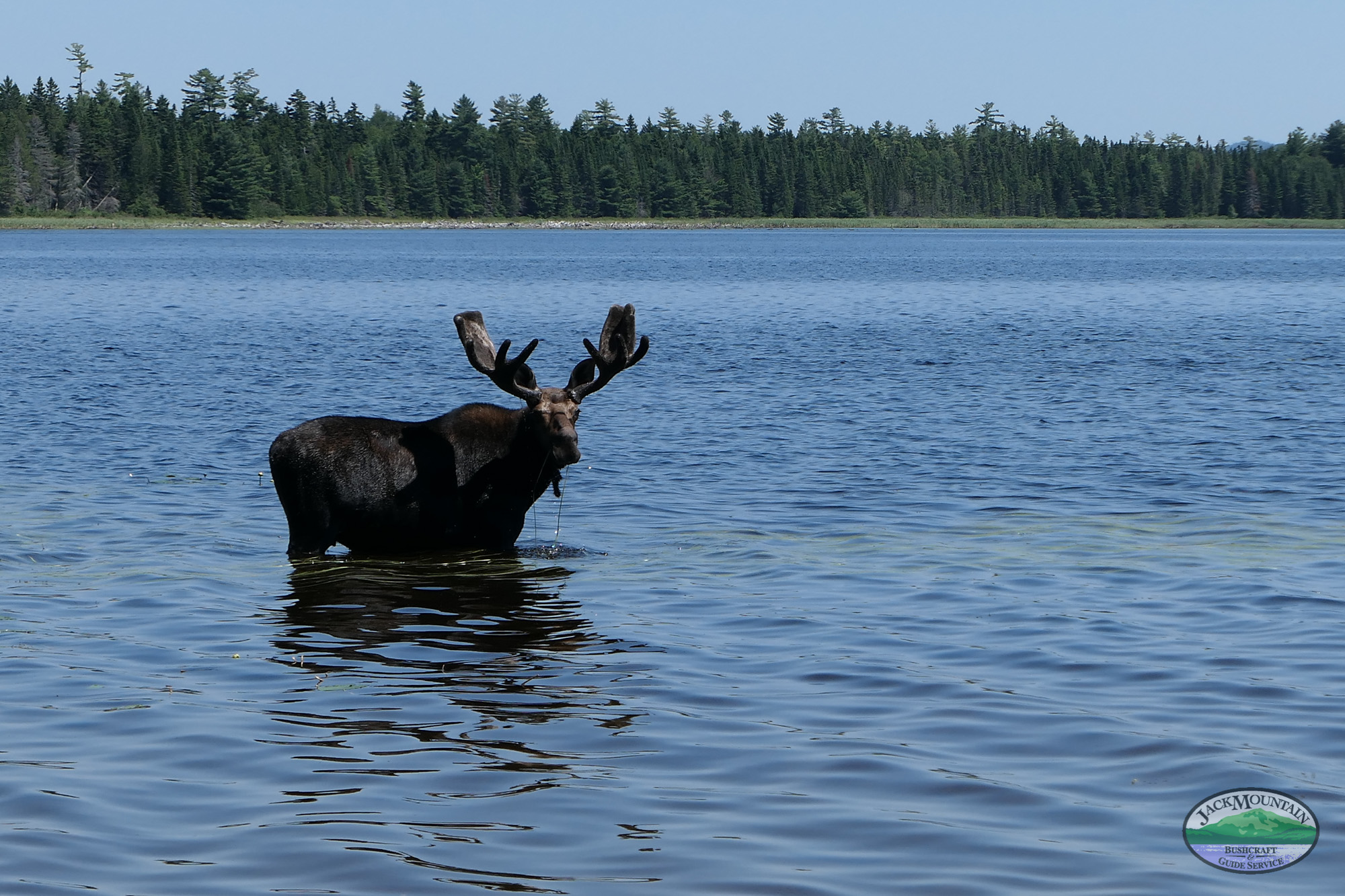 Bull Moose Eagle Lake
